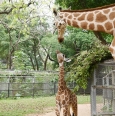 深圳野生动物园长颈鹿家族新添“女娃”
